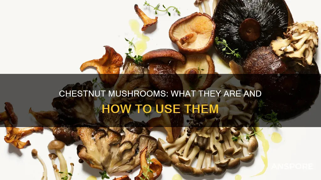 what is chestnut mushroom