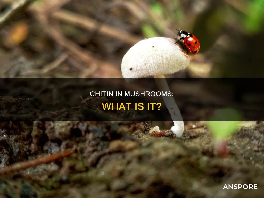 what is chitin in mushrooms