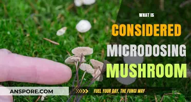 Microdosing Mushrooms: Understanding the Basics