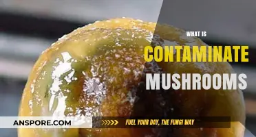 Mushrooms: Contamination and its Dangers