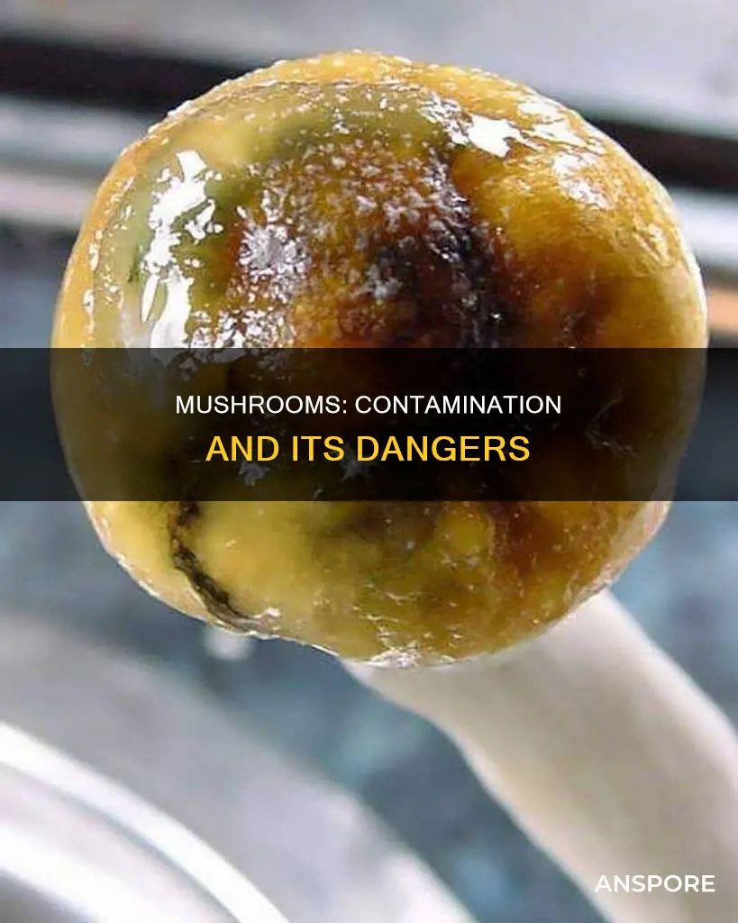 what is contaminated mushrooms