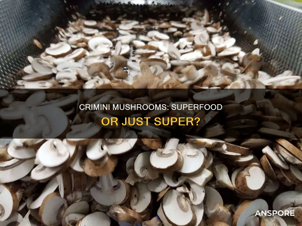what is crimini mushroom
