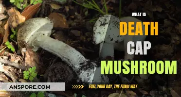 Deadly Mushrooms: Identifying Death Caps