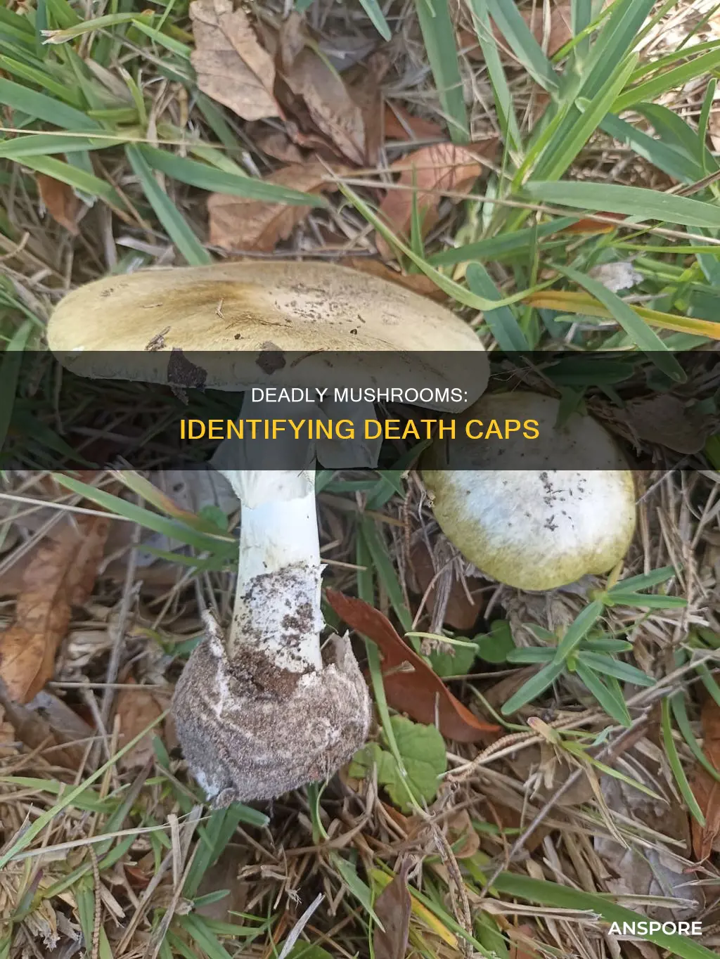 what is death cap mushroom