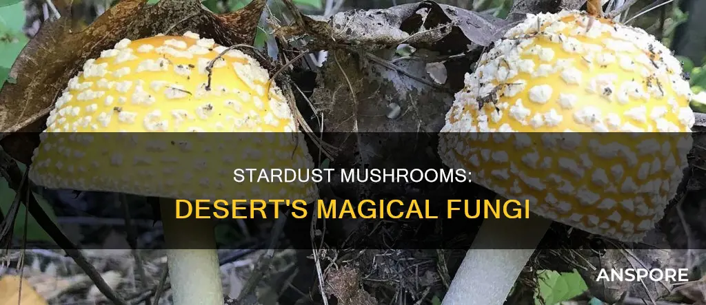 what is desert stardust mushroom