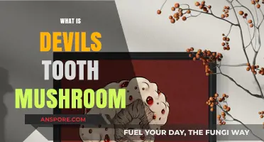 Devil's Tooth Mushroom: Nature's Delicious Oddity