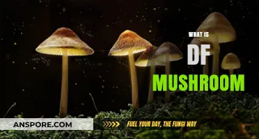 Discover the Magic of DF Mushrooms