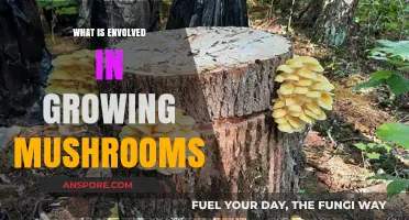 Mastering Mushroom Cultivation: Essential Steps for Successful Fungus Farming