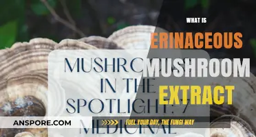 Mushroom Superpowers: Erinaceous Extract Explained