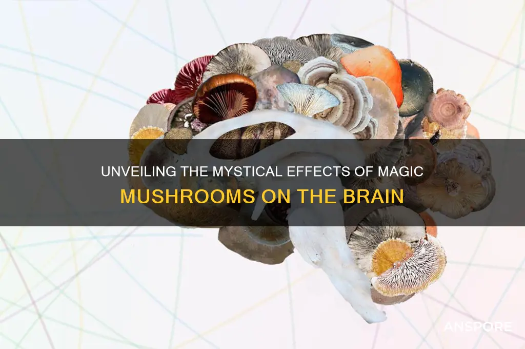 what is everything magic mushrooms can do to the brain