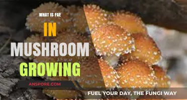 Understanding Fae: Essential Techniques for Optimal Mushroom Cultivation Success