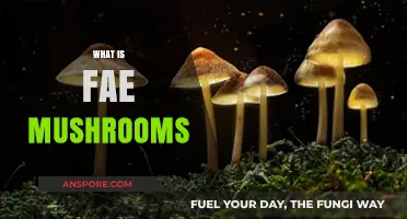 Magic of Fae Mushrooms: A Beginner's Guide