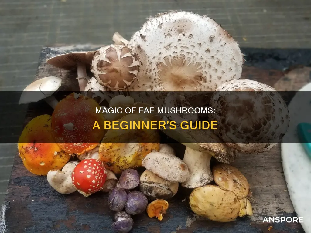 what is fae mushrooms