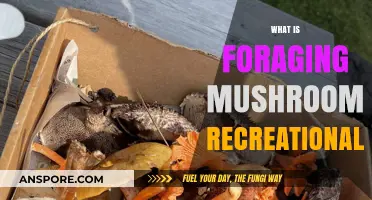 Foraging Mushrooms: A Beginner's Guide to Mushroom Hunting