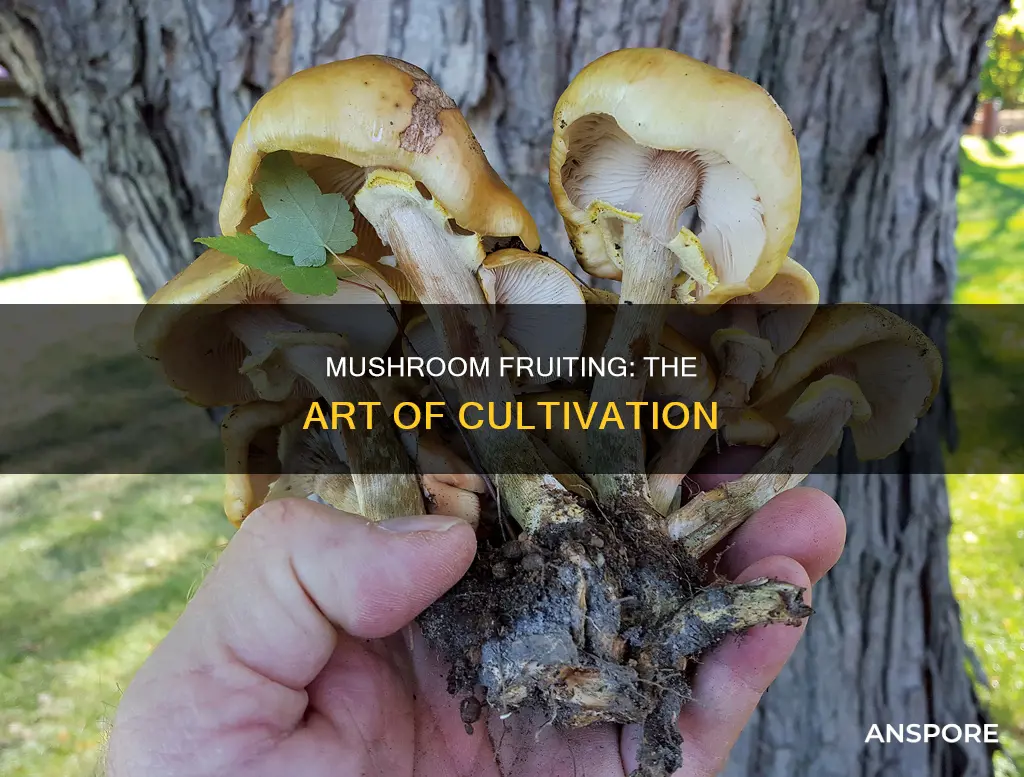 what is fruiting mushrooms
