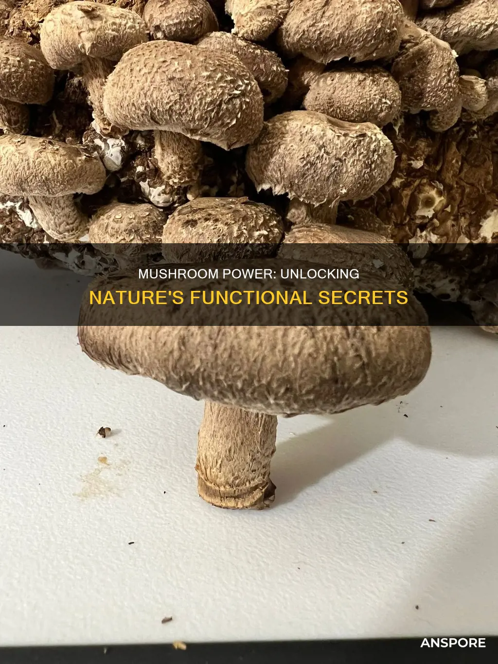 what is functional mushroom