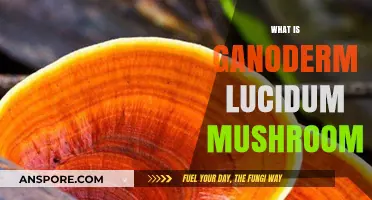 Ganoderma Lucidum: The Ultimate Mushroom Guide