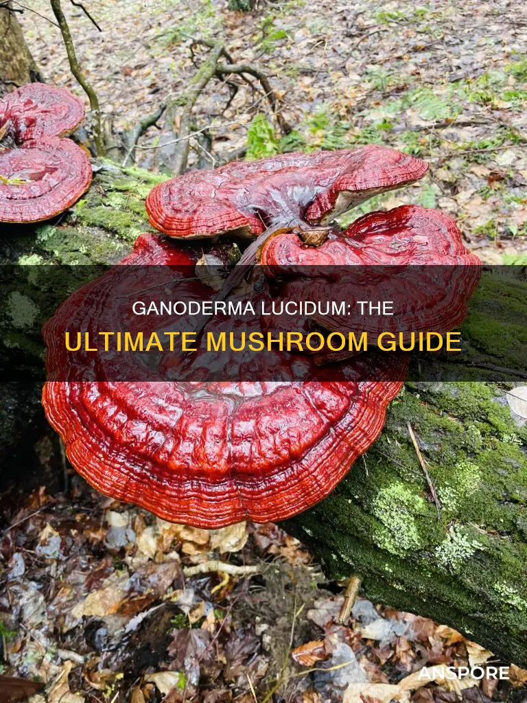 what is ganoderma lucidum mushroom