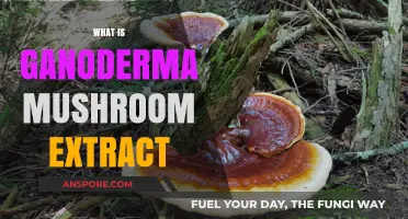 Unlocking Ganoderma: Mushroom Extract's Power