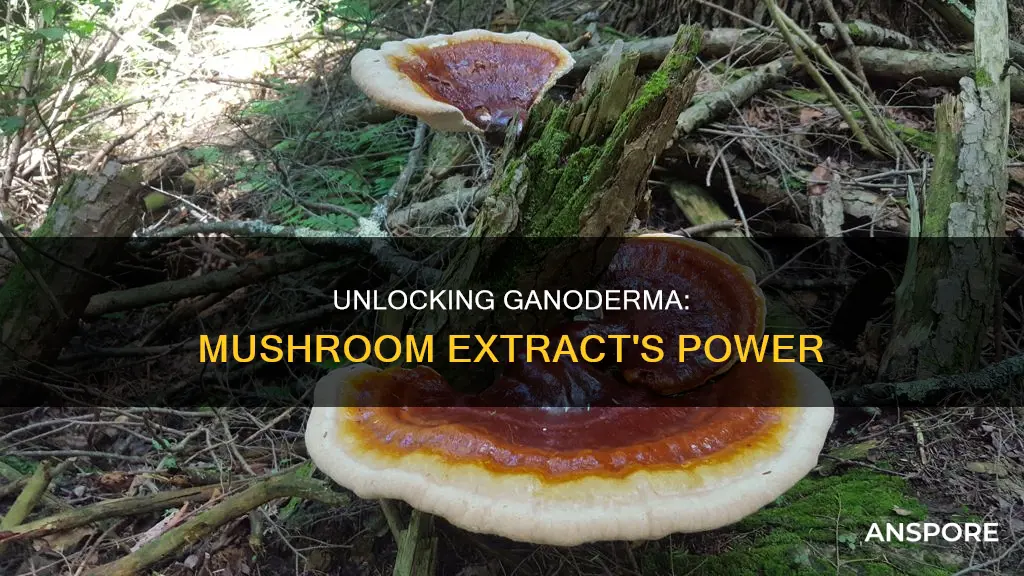 what is ganoderma mushroom extract