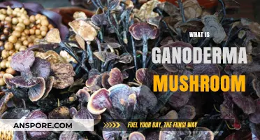 Ganoderma Mushroom: Ancient Superfood, Modern Medicine