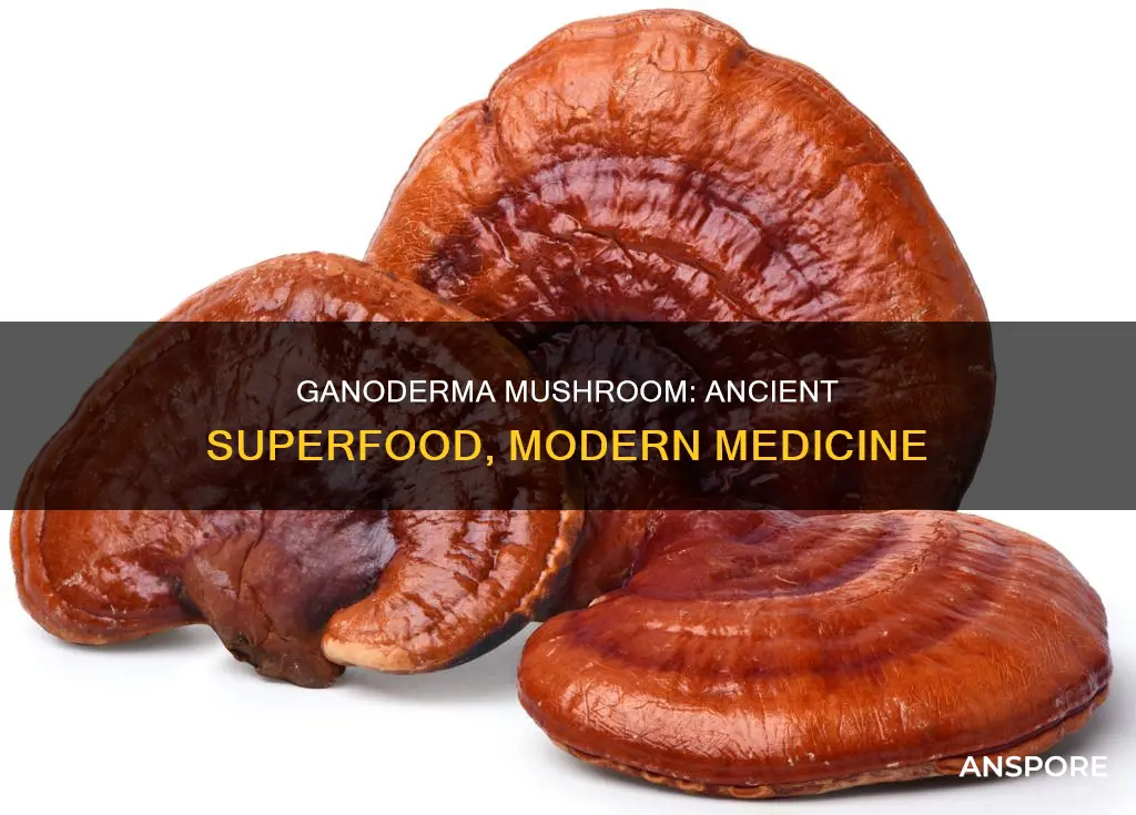what is ganoderma mushroom