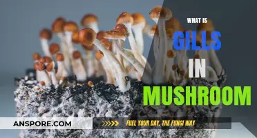 Mushroom Gills: What Are They?