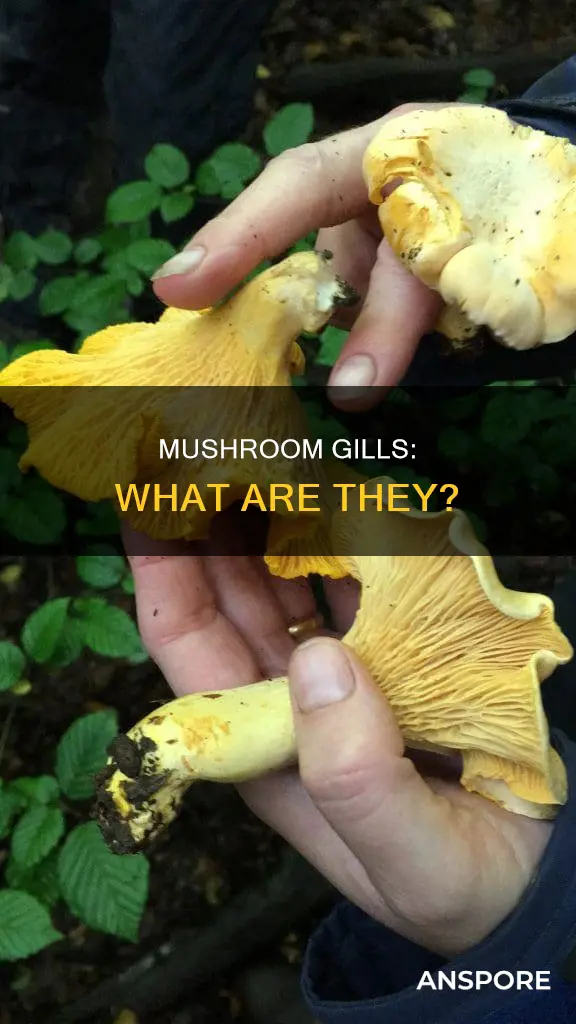 what is gills in mushroom