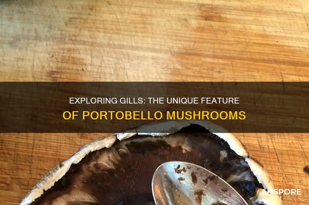 what is gills portobella mushrooms