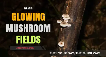The Mushroom Fields That Glow