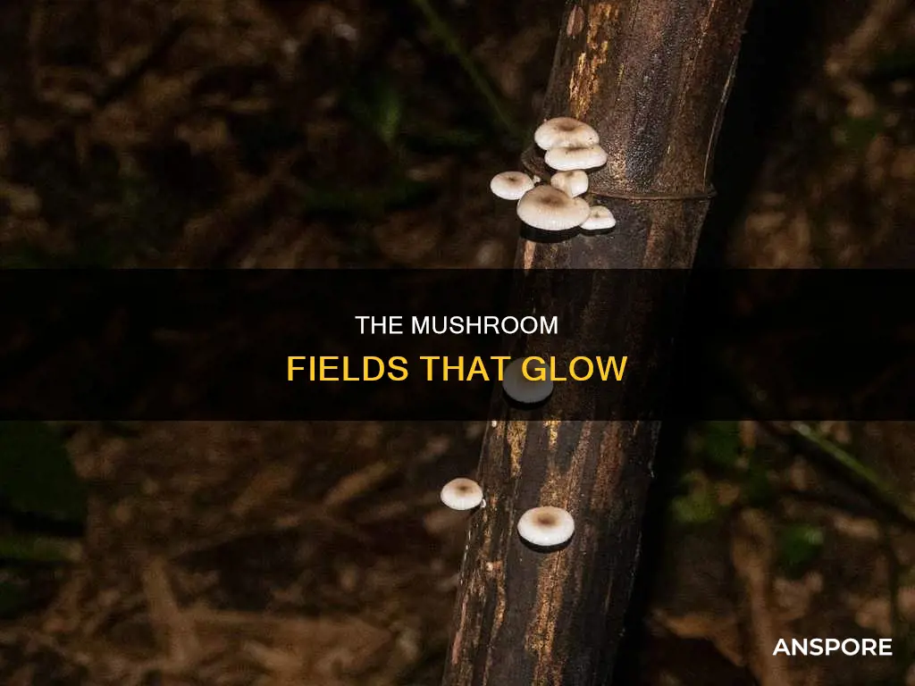 what is glowing mushroom fields