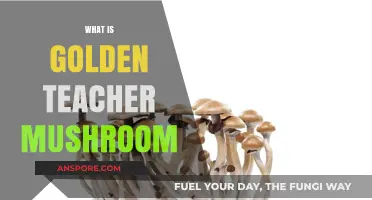 Golden Teacher Mushrooms: Effects, Uses, and Benefits