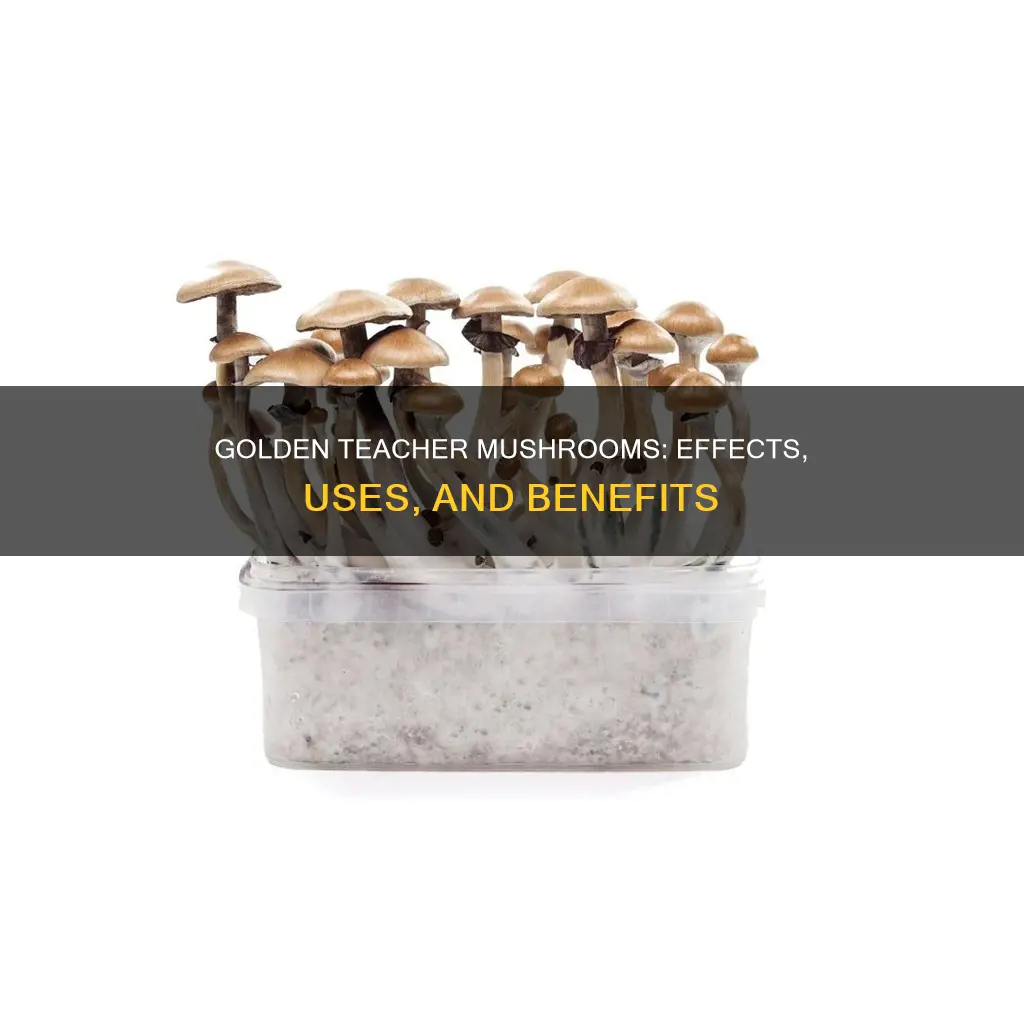 what is golden teacher mushroom