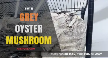 The Grey Oyster Mushroom: A Tasty Treat
