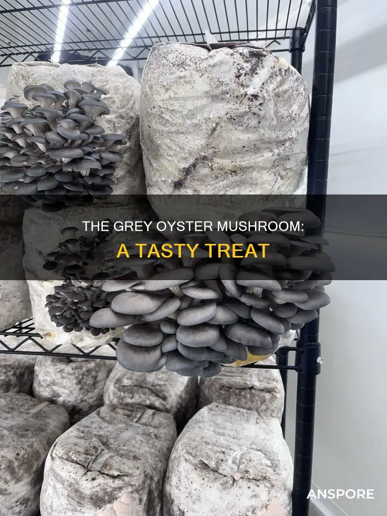 what is grey oyster mushroom