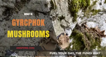Gyrophora: Magic Mushrooms and Their Secrets