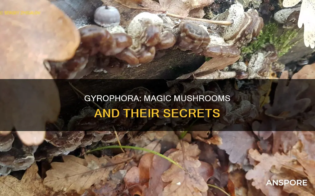 what is gyrcphok mushrooms