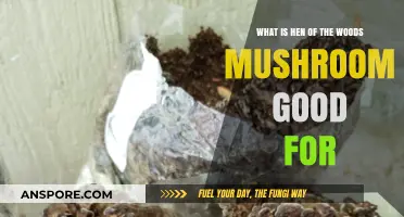 Health Benefits of Hen of the Woods Mushroom: Uses and Nutrition