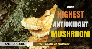 Discover the Mushroom with the Highest Antioxidant Power