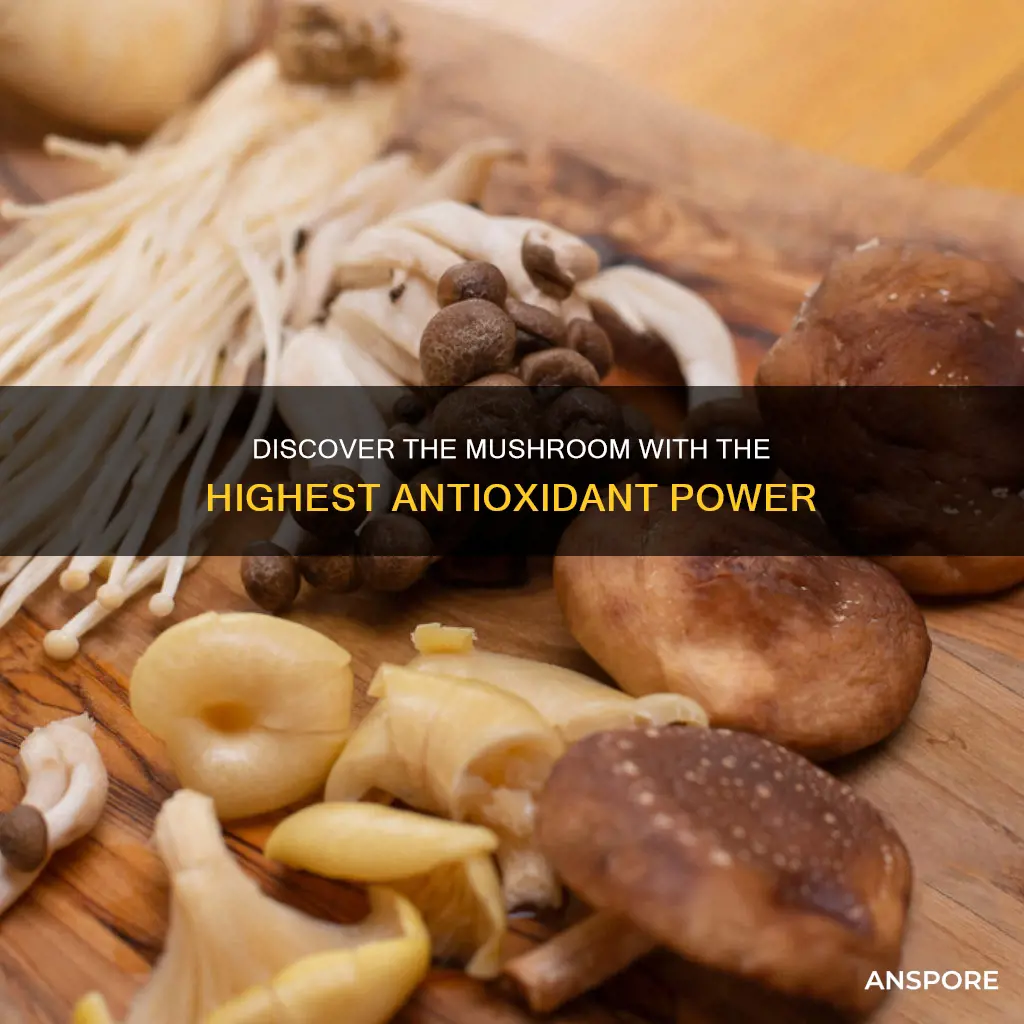 what is highest antioxidant mushroom