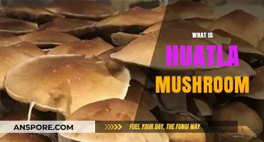 Magic Huatla: A Mushroom with Ancient Roots