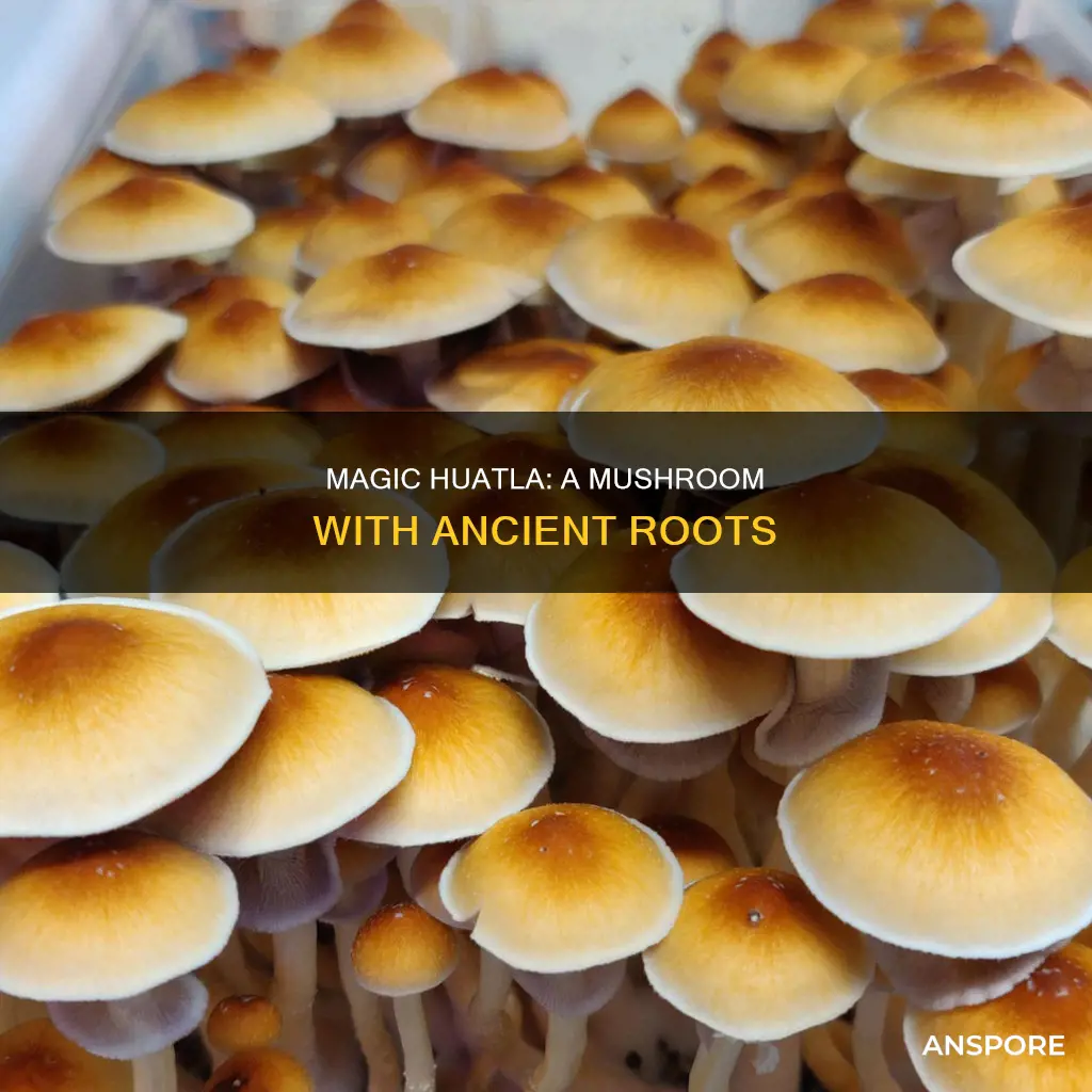 what is huatla mushroom