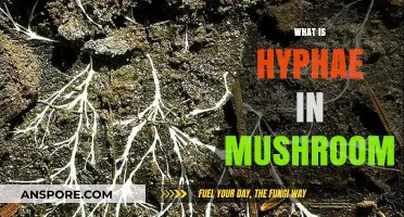 The Hyphae: Mushroom's Intricate Network