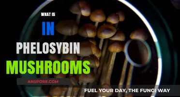 Magic Mushrooms: Unlocking the Power of Psilocybin