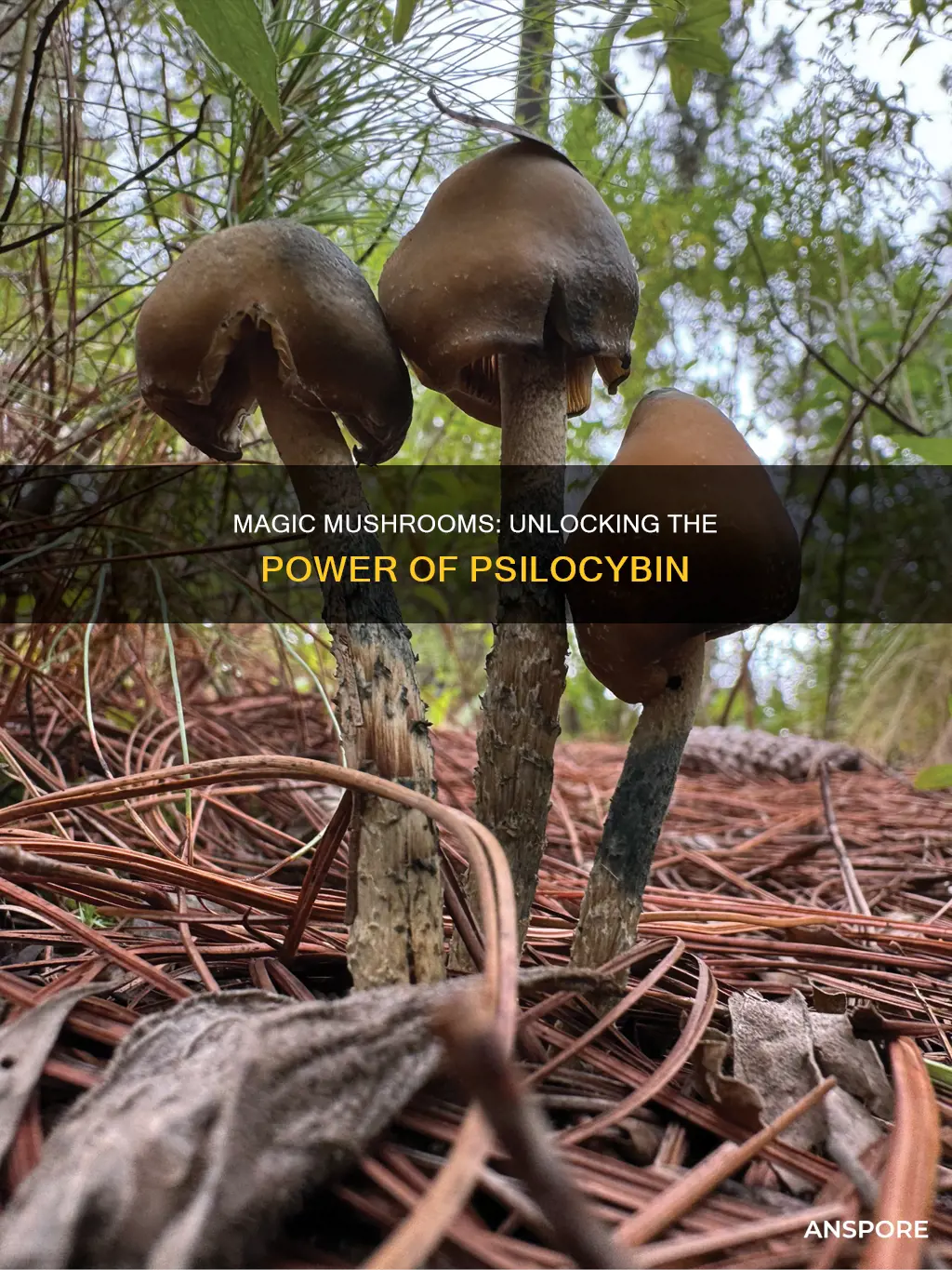 what is in phelosybin mushrooms