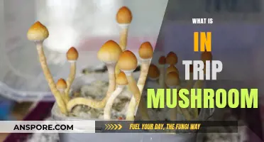 Magic Mushrooms: A Trip Down the Rabbit Hole