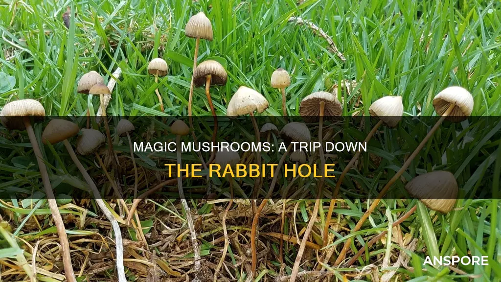 what is in trip mushrooms
