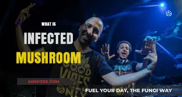 Infected Mushroom: A Musical Journey