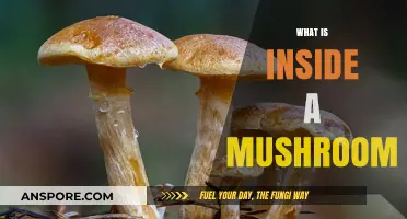 Mushroom Mystery: Exploring the Intriguing Inside