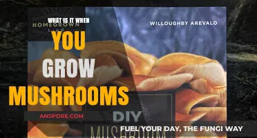 The Art of Mushroom Cultivation: Growing Your Own Fungi at Home